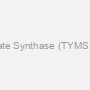 Thymidylate Synthase (TYMS) Antibody